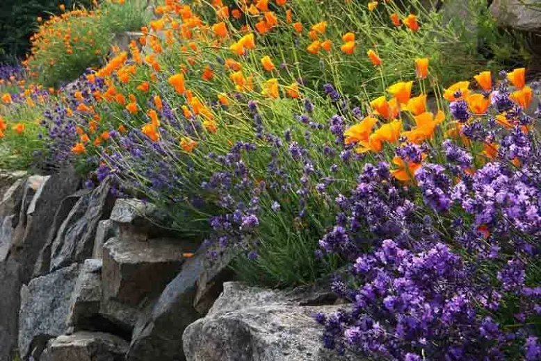 Lavender and Eschscholzia