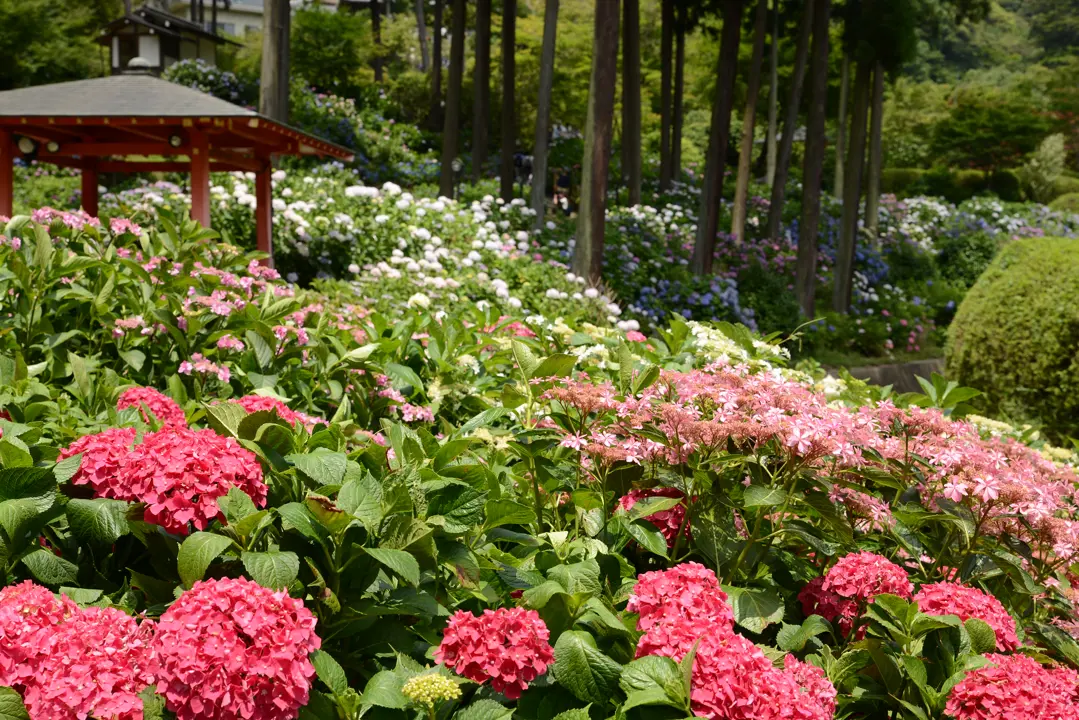 A banquet of Hydrangeas