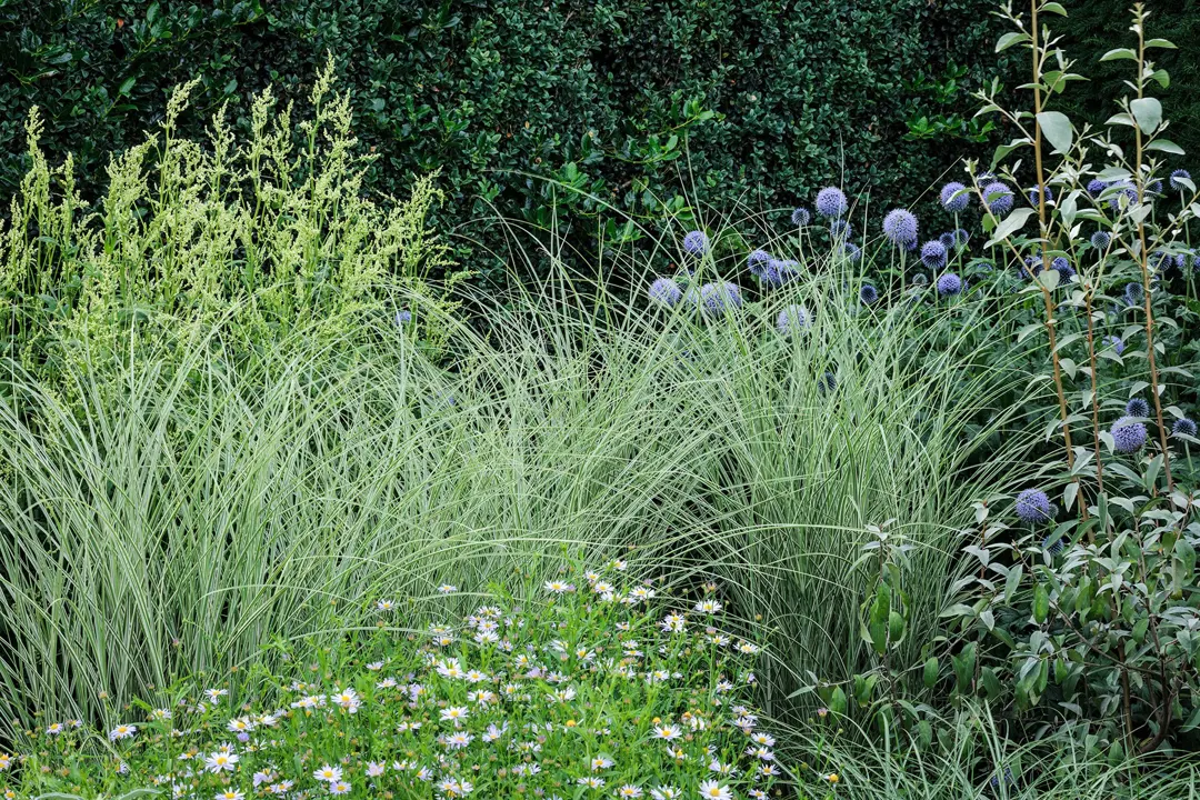 Lush cottage garden