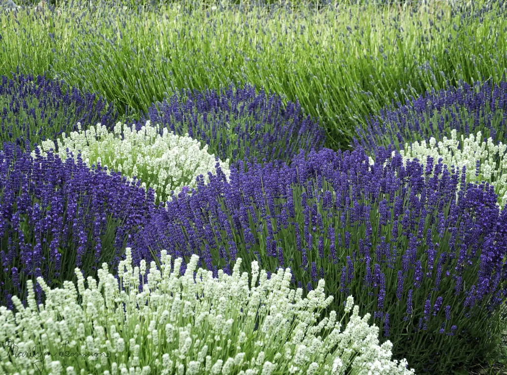 A mix of lavender