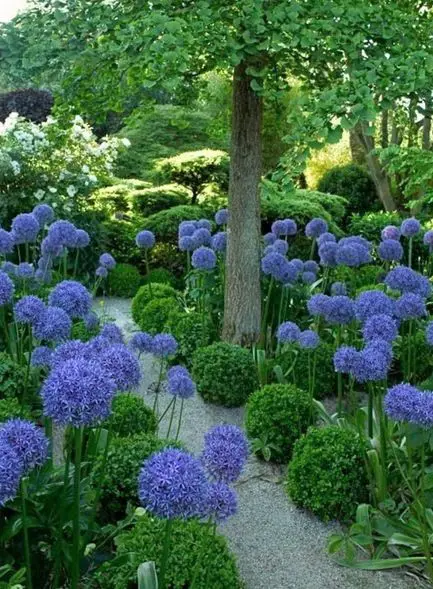 Allium and Ginkgo to line a path