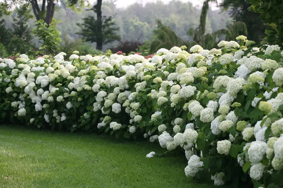 Amazing Hydrangea "Annabelle"