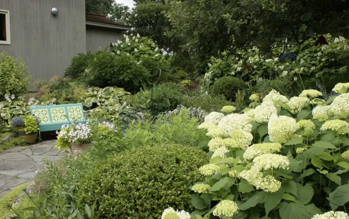 Annabelle Hydrangea in a cottage garden