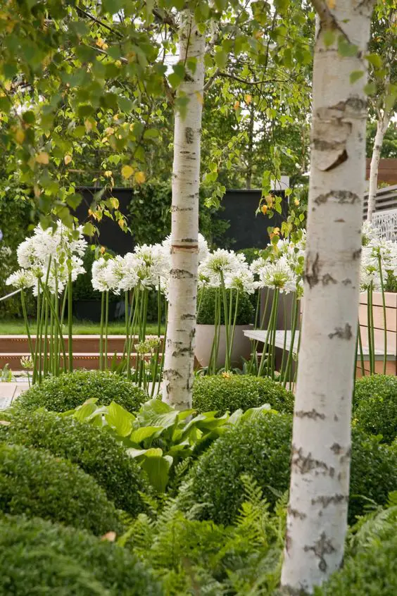 Betula, Buxus, and Agapathus