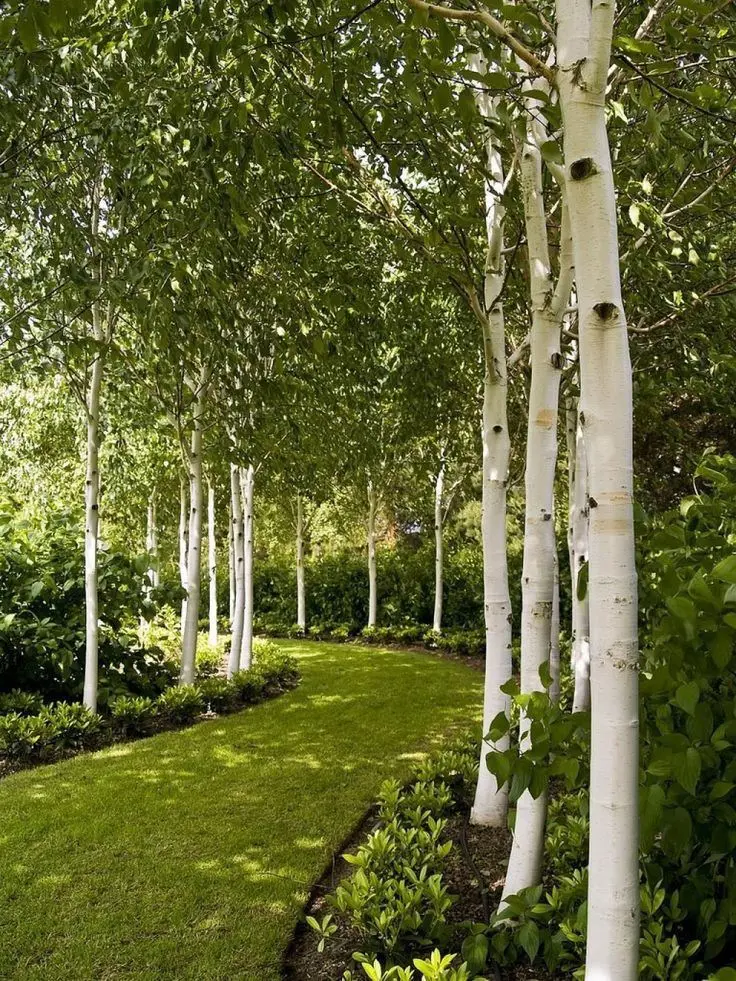 Betula lining a garden path