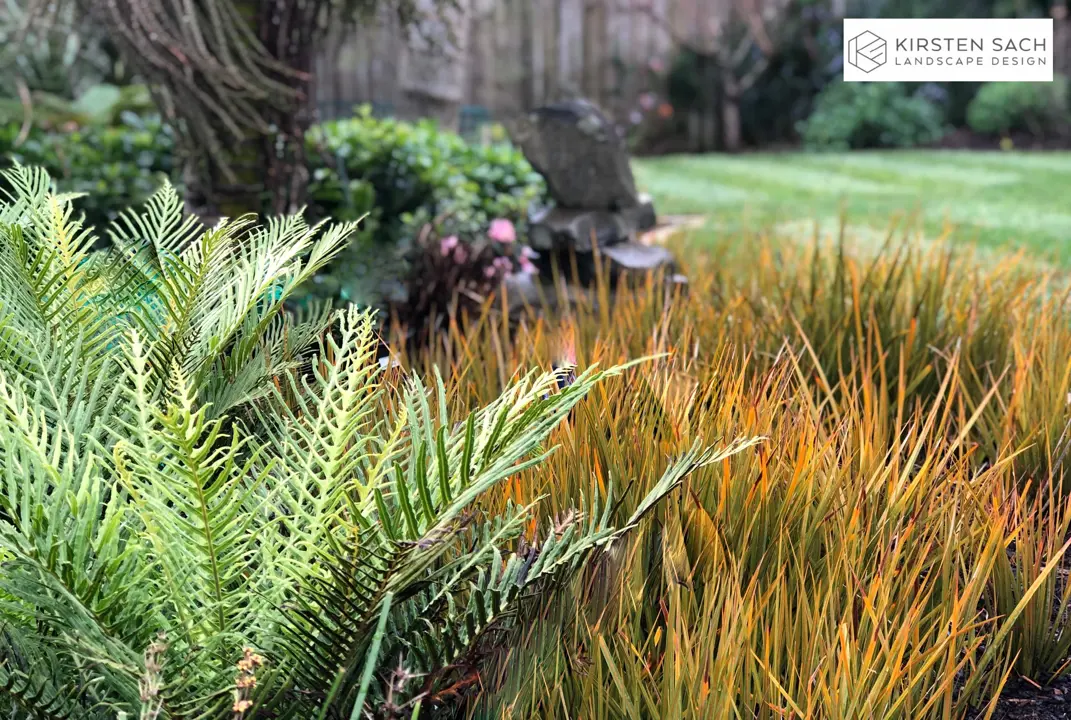 Blechnum And Libertia In A Modern Garden