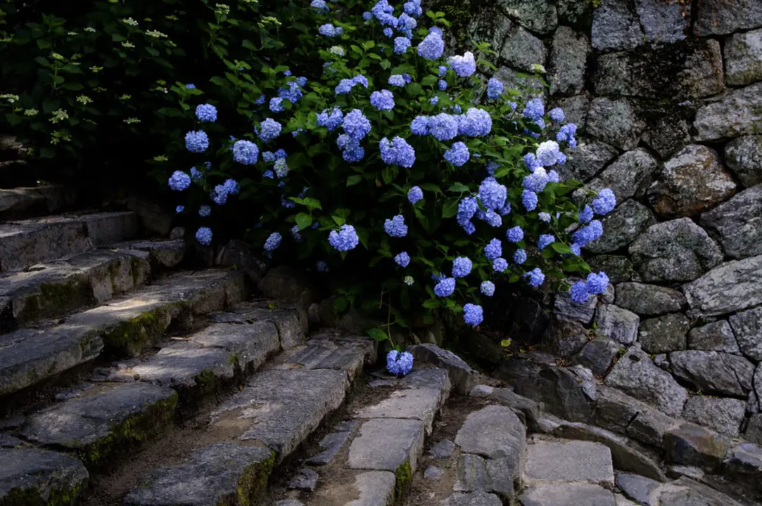 Blue hydrangea bordering steps