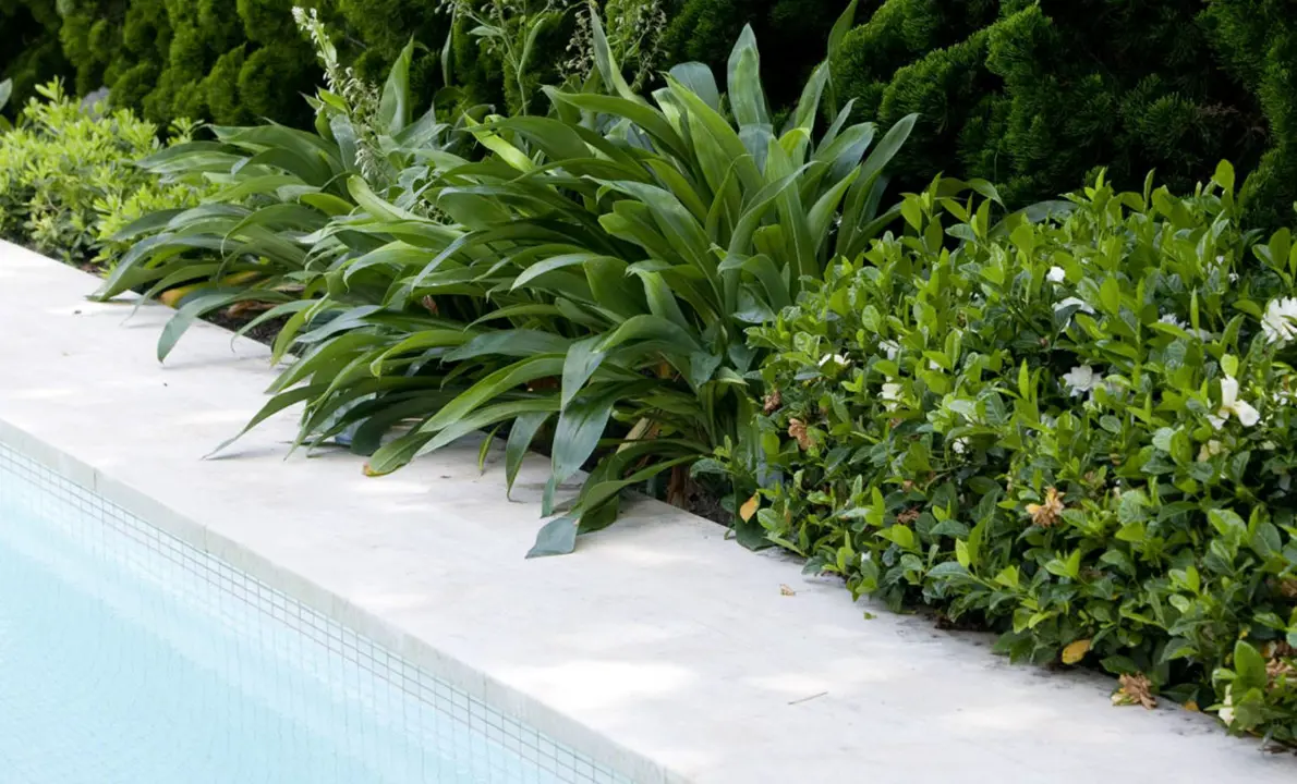 Border planting alongside a pool