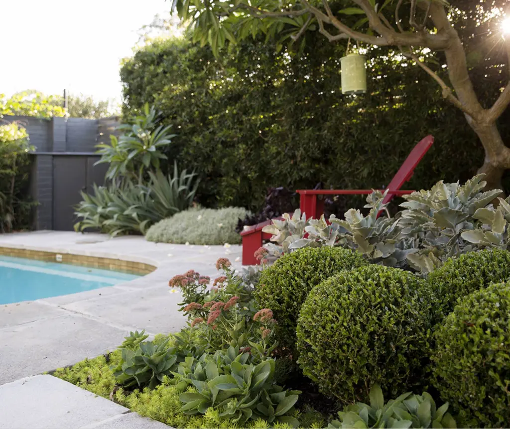 Buxus and Sedum around the pool