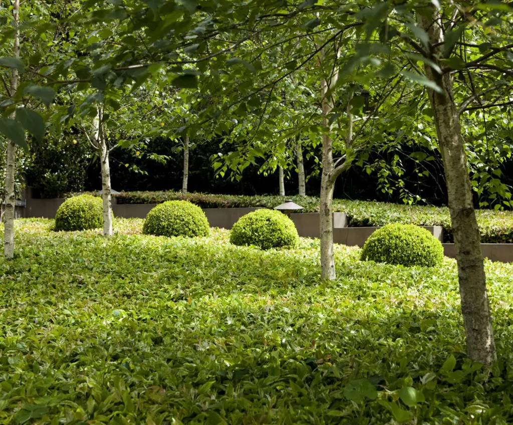 Buxus and Birch