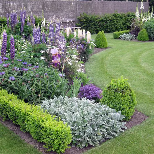 Buxus and Stachys in a border