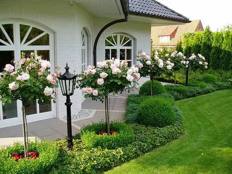 Buxus and standard roses