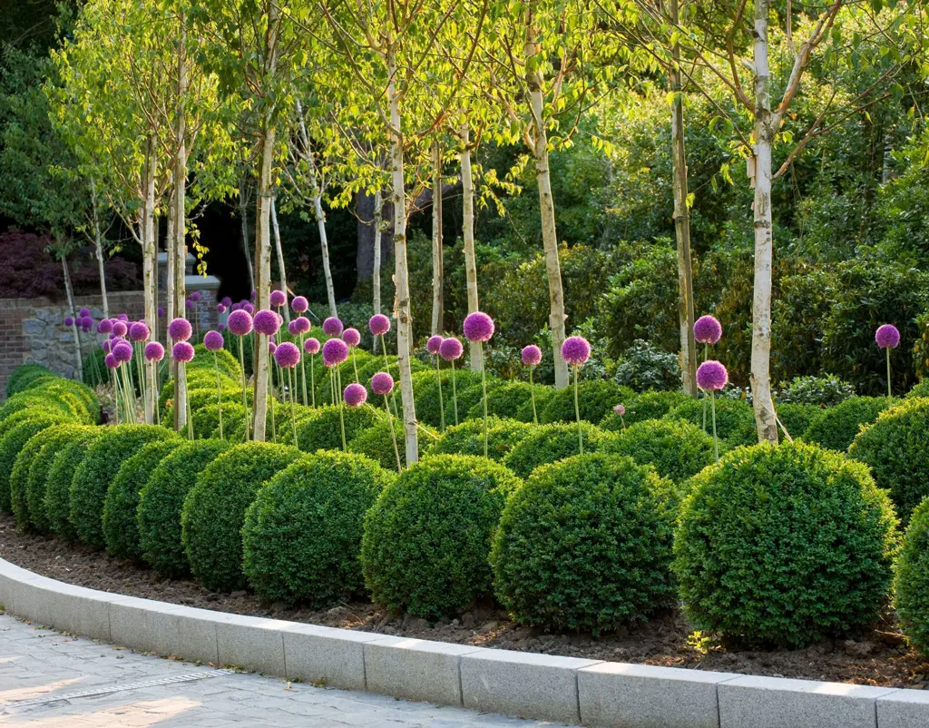 Buxus topiary balls and Betula