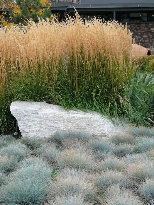 Calamagrottis and blue fescue