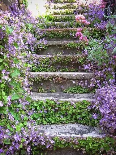 Campanula growing across steps