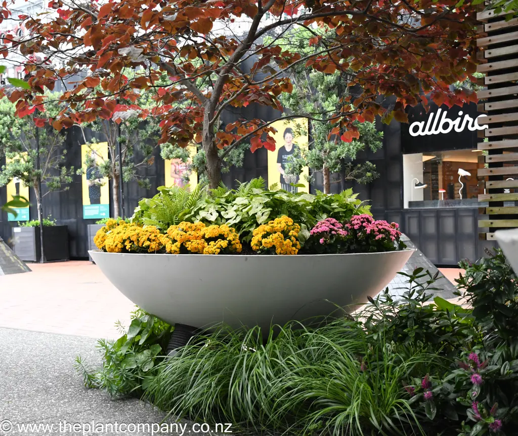 Cercis In A Large Planter With Indoor Plants