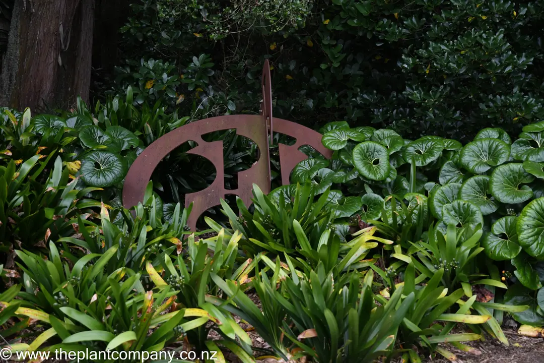 Tractor Seat Plants and Clivia grandiflora