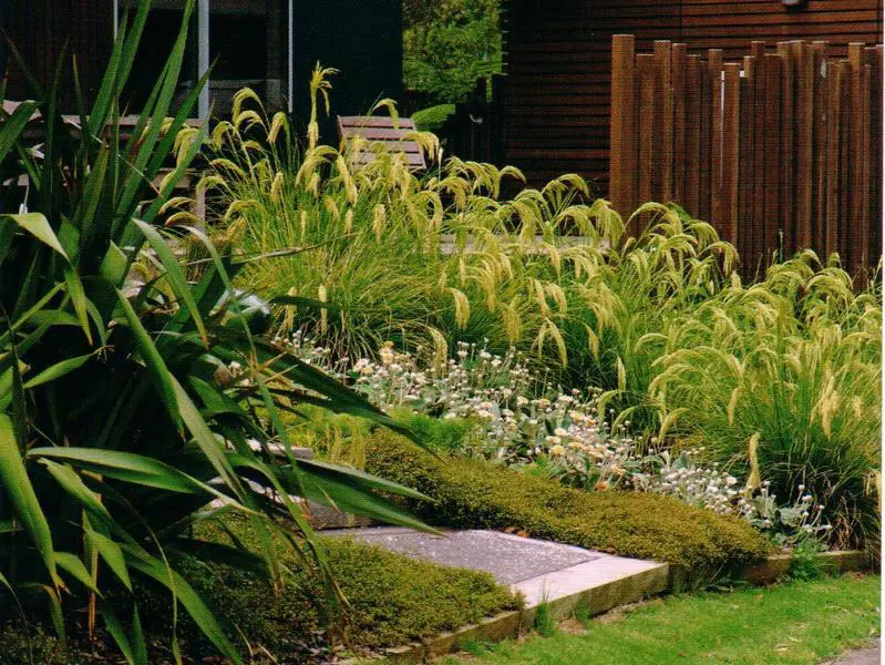 Coastal garden with NZ natives