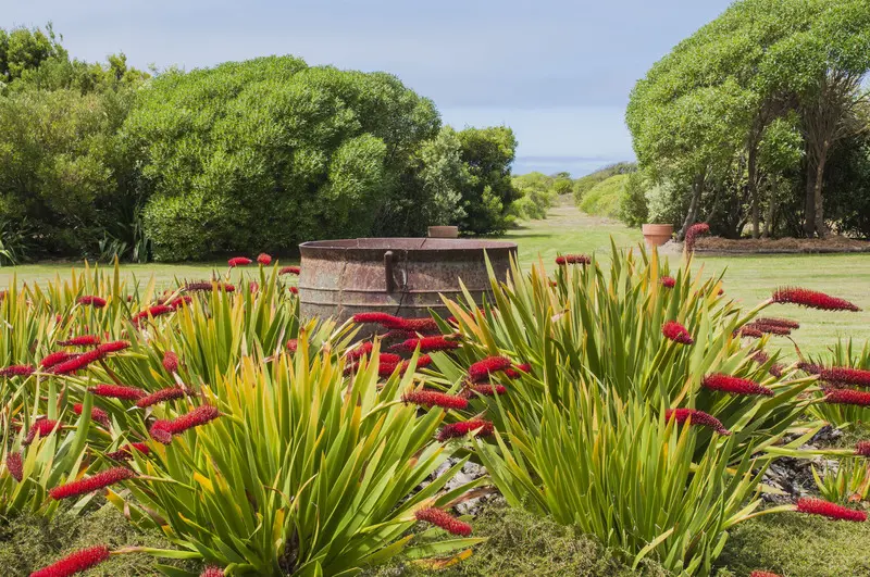 Coastal garden with Xeronema