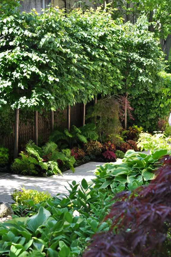 Coleus in a mixed planting