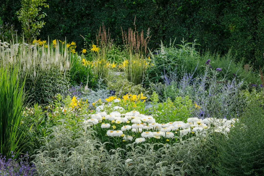 Cottage garden with a mix of colours