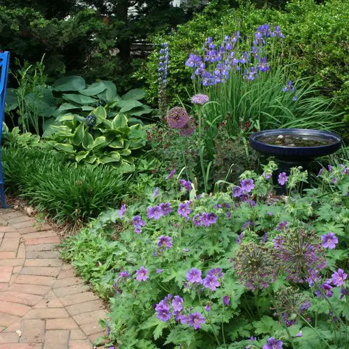 Cottage garden with geraniums and hostas