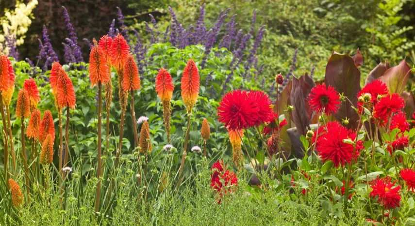 Cottage garden with Kniphofia and Dahlias