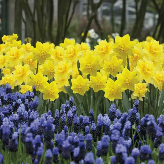 Daffodils and Muscari