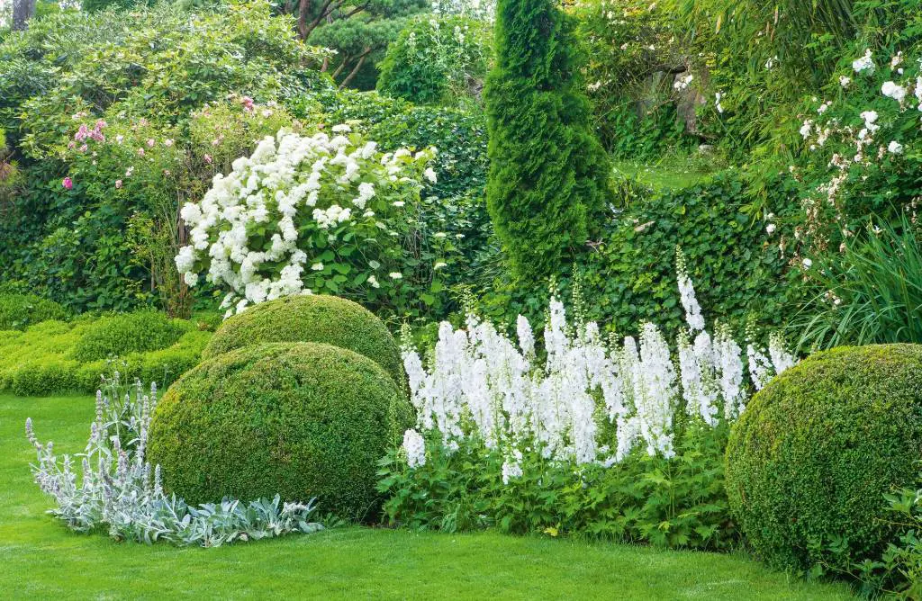 Delphiniums and topiary Buxus