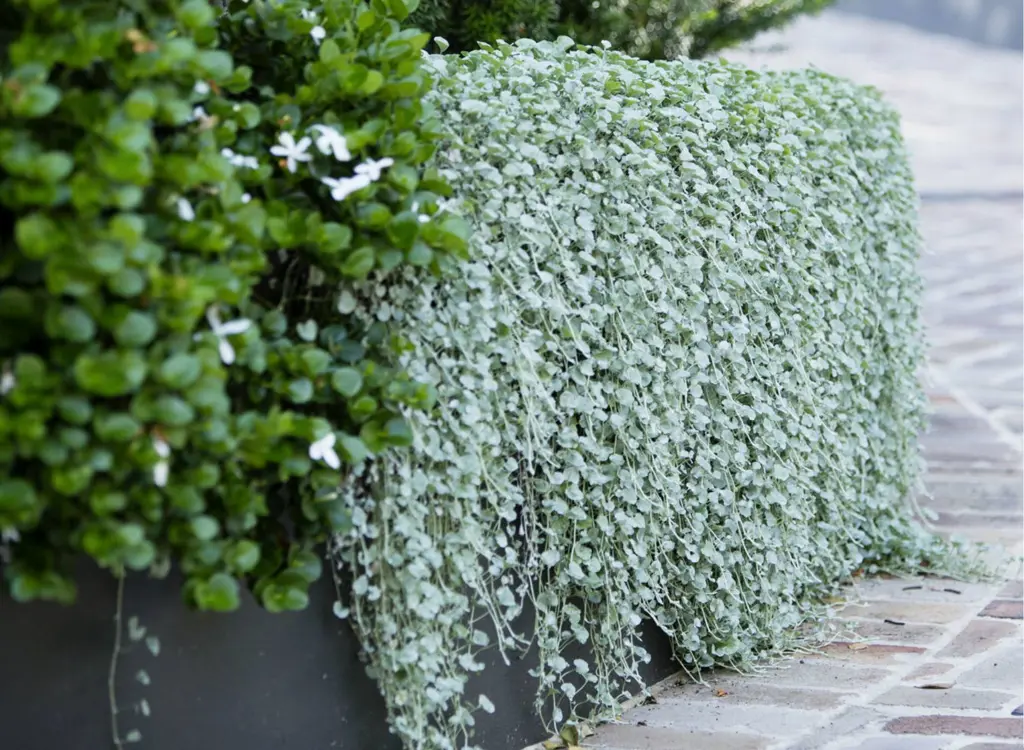 Dichondra trailing down a wall