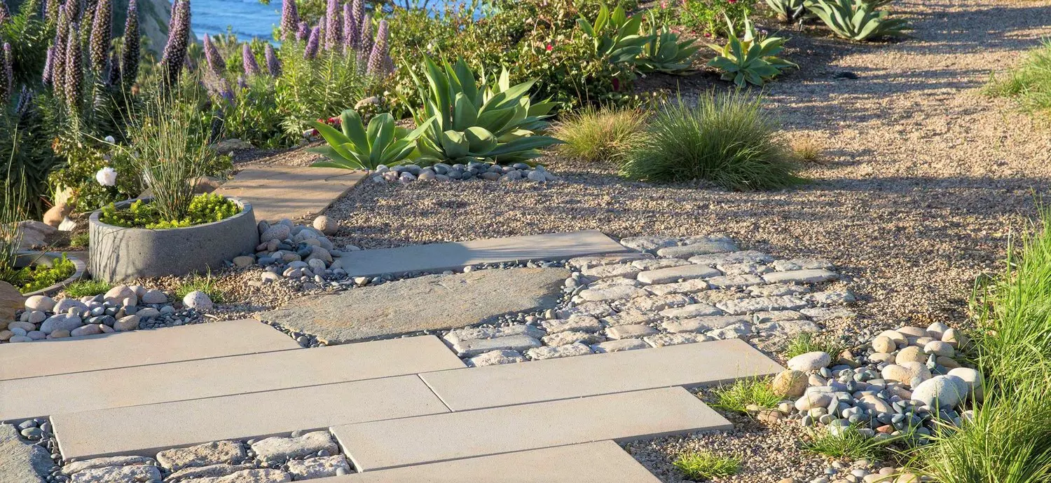 Echium and Agave in a coastal garden