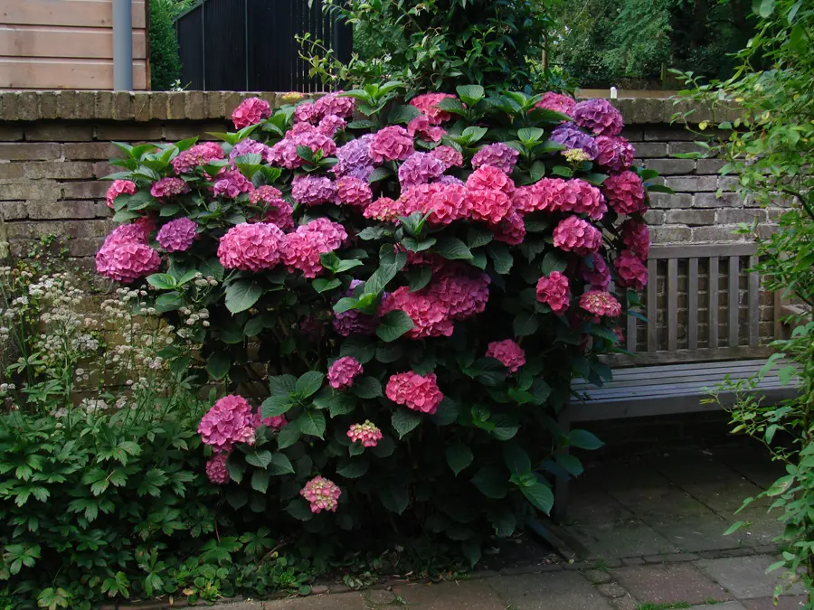 Fabulous pink hydrangea