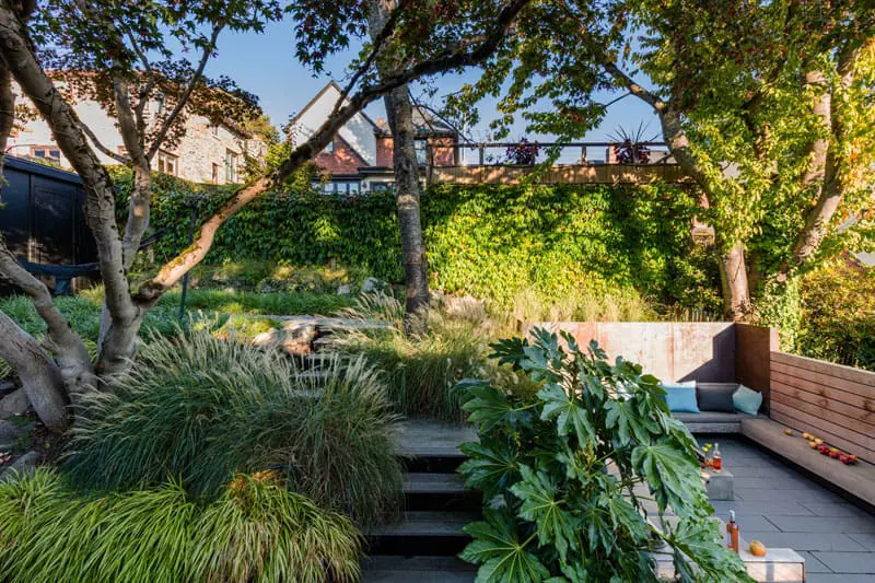 Fatsia and grasses with outdoor living