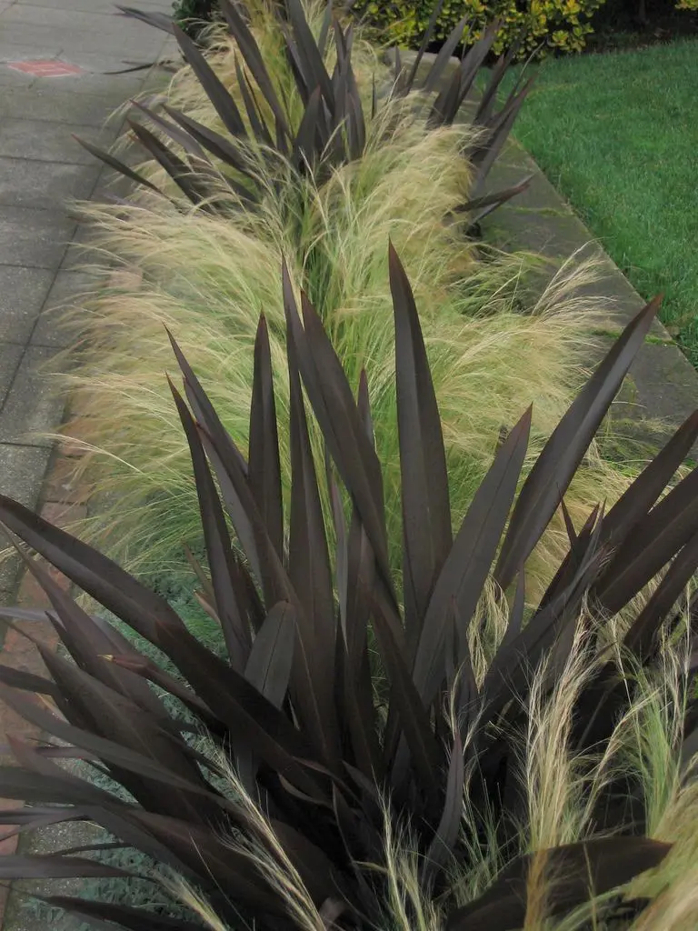 Flaxes and ornamental grasses in a border