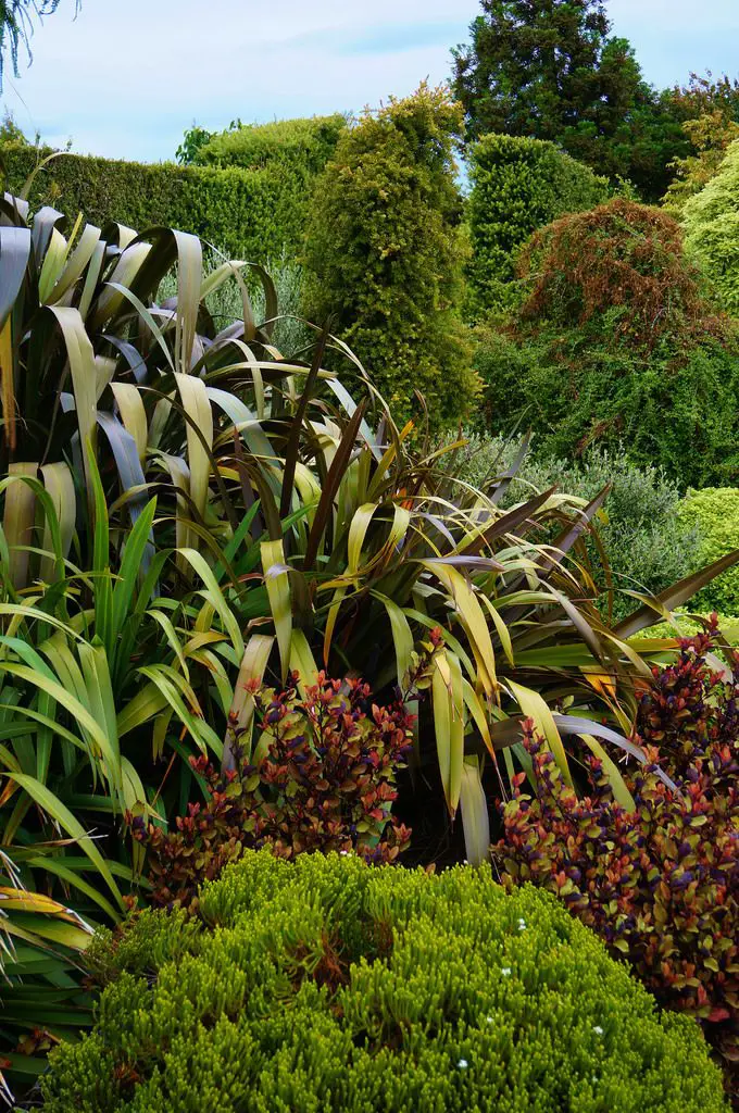 Flaxes in a NZ native planting