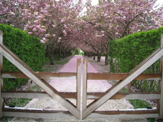 Flowering cherries lining an entrance