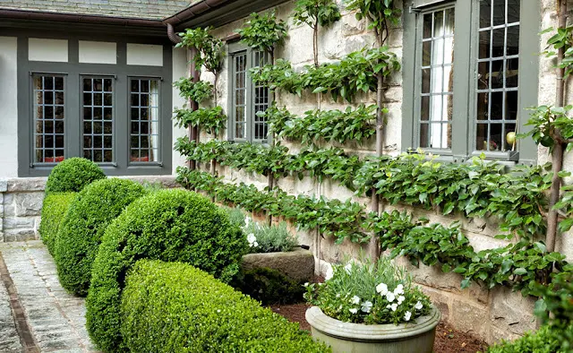 Formal garden with Buxus and flowering pear