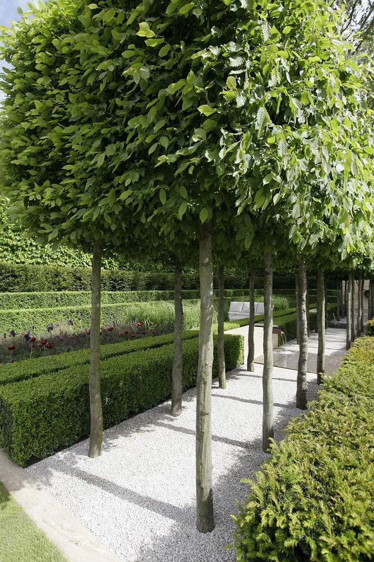 Formal garden with pleached Hornbeam