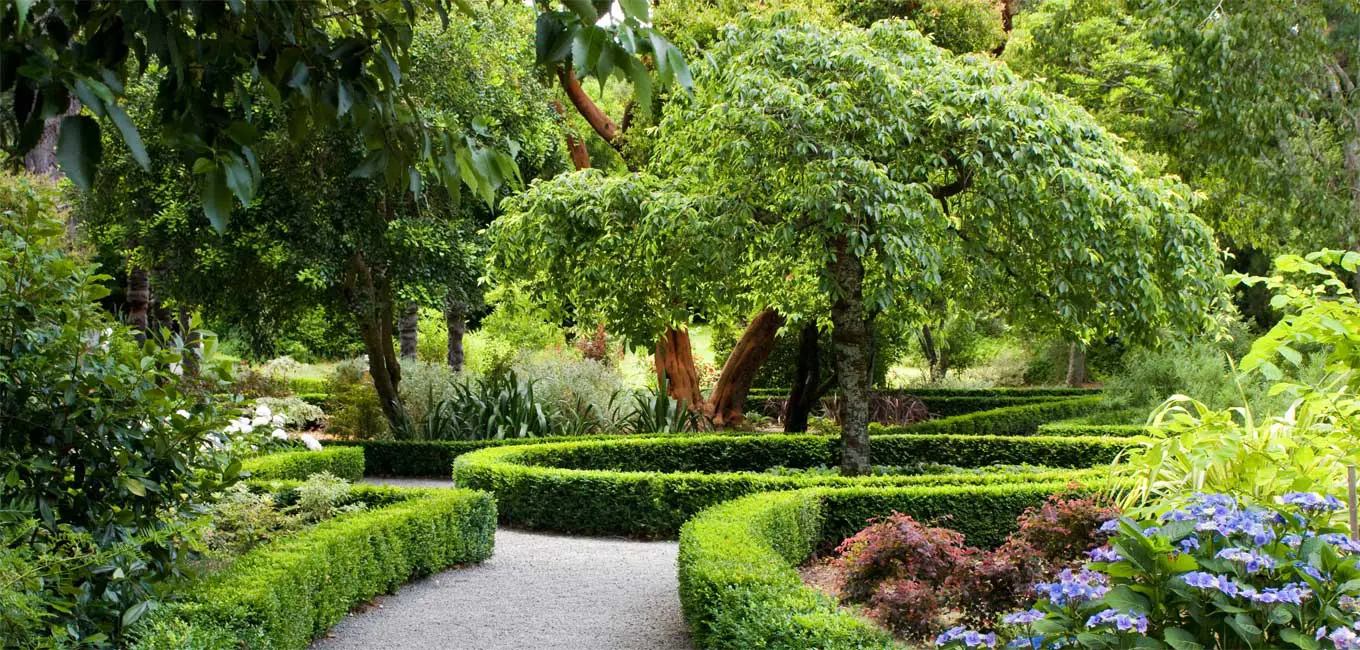 Formal garden with a flowering cherry