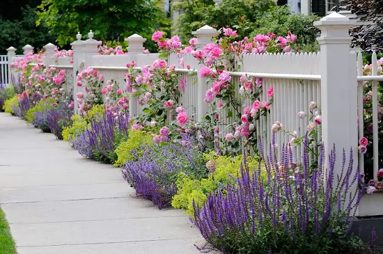 Front garden with roses and salvia