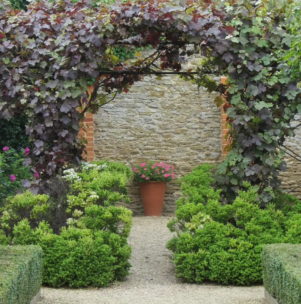 Garden arch with ornamental grapevine