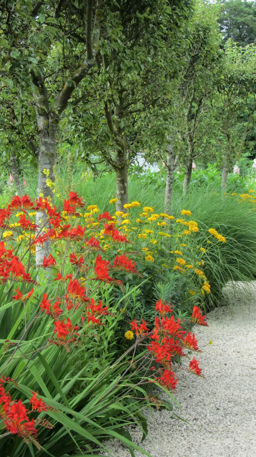 Garden path lined with trees and herbaceous perennials