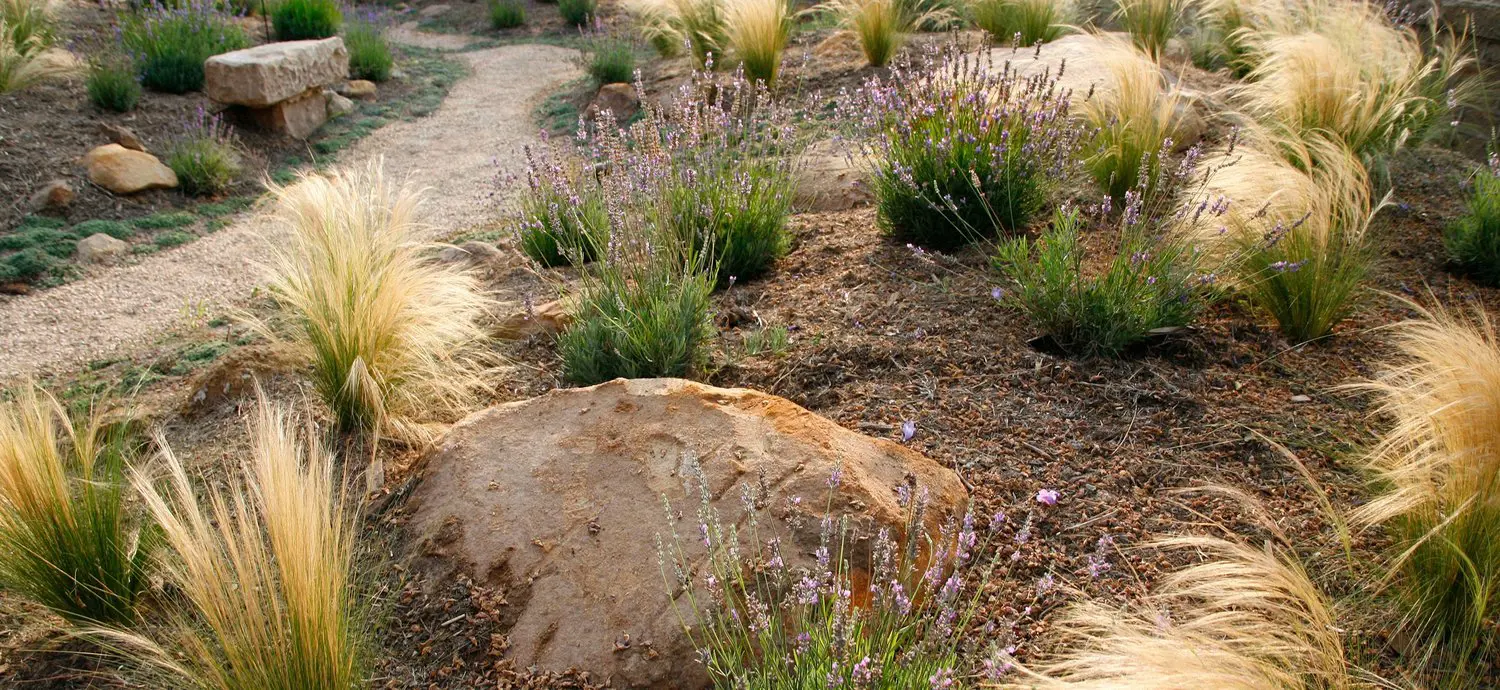 Garden path with lavenders and grasses