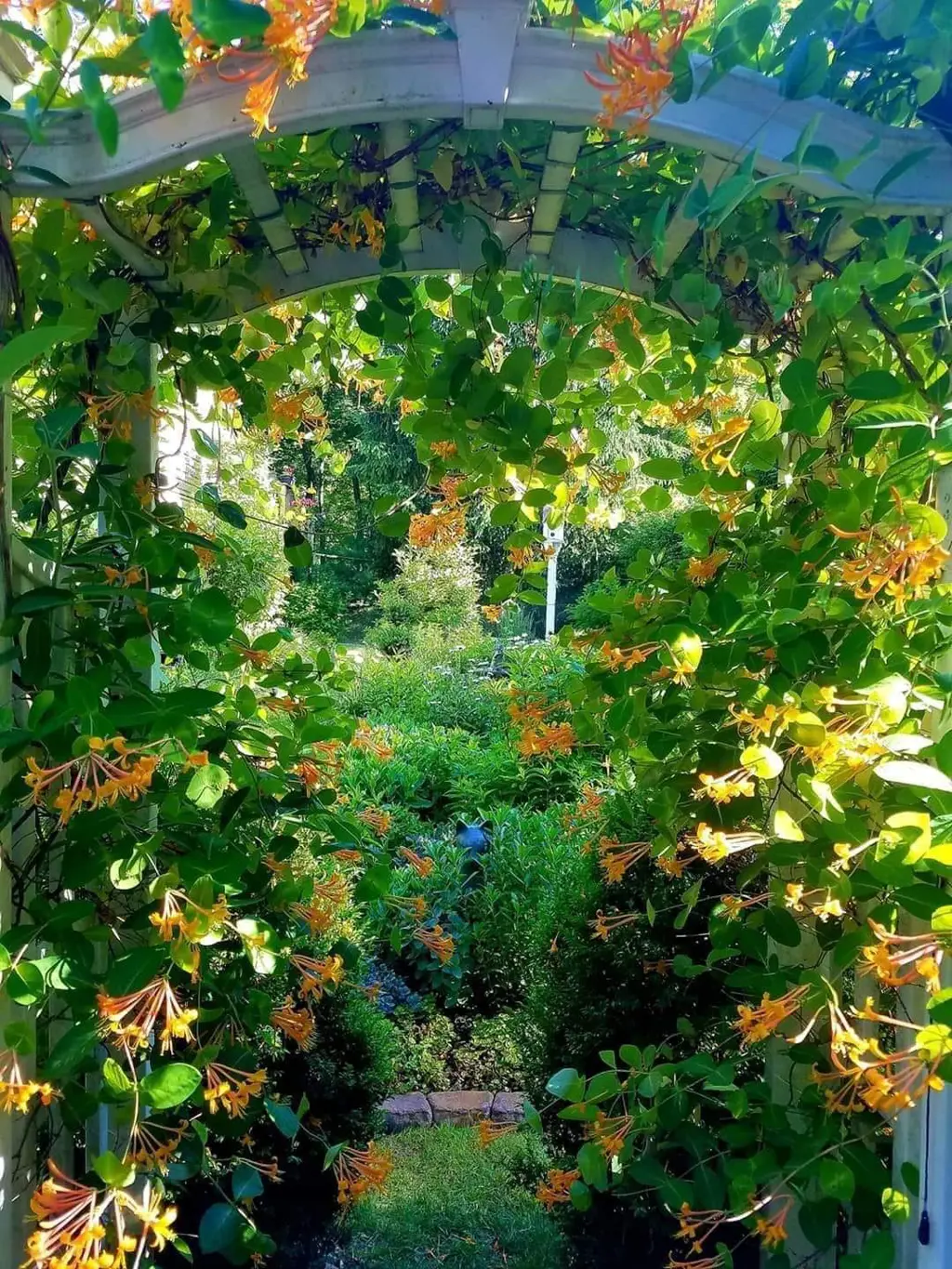 Honeysuckle on an arch