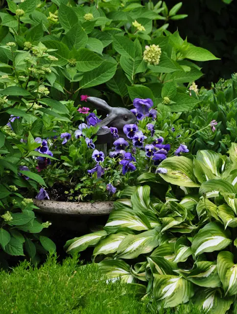 Hostas and Hydrangeas