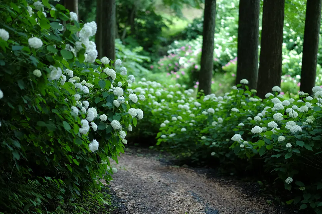 Hydrangea arborescens in a woodland area
