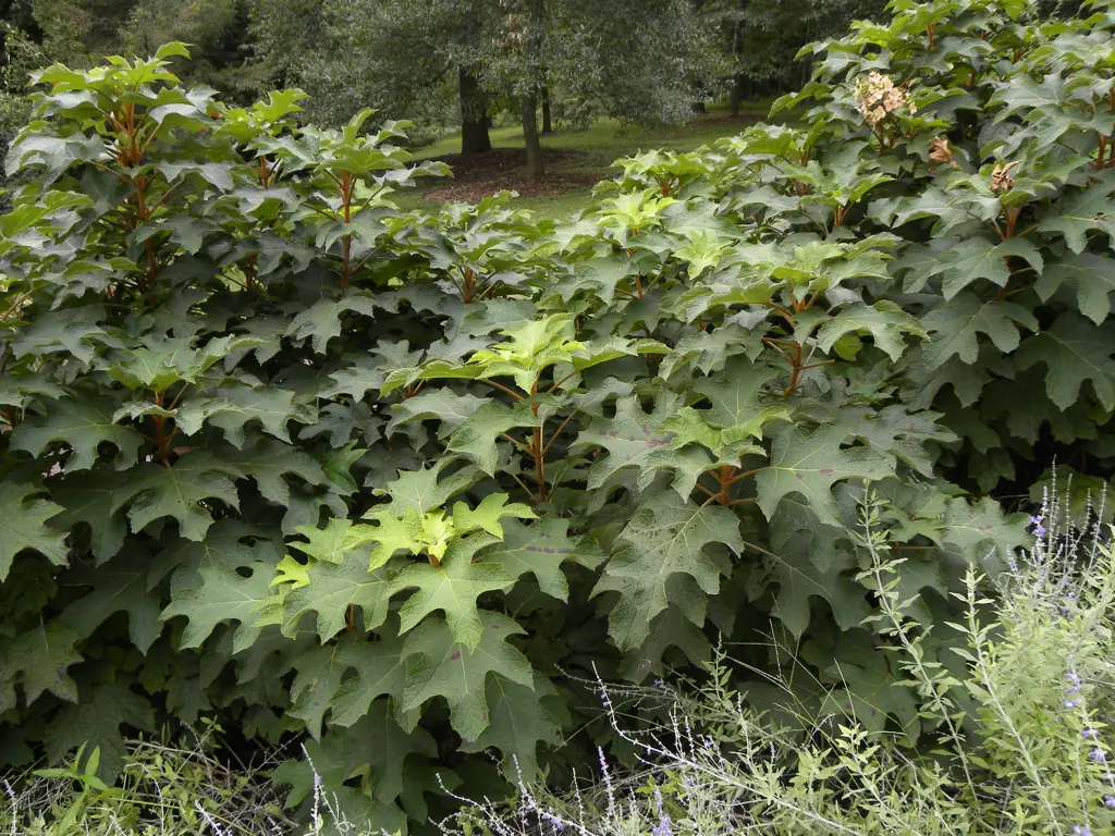 Hydrangea quercifolia in a border