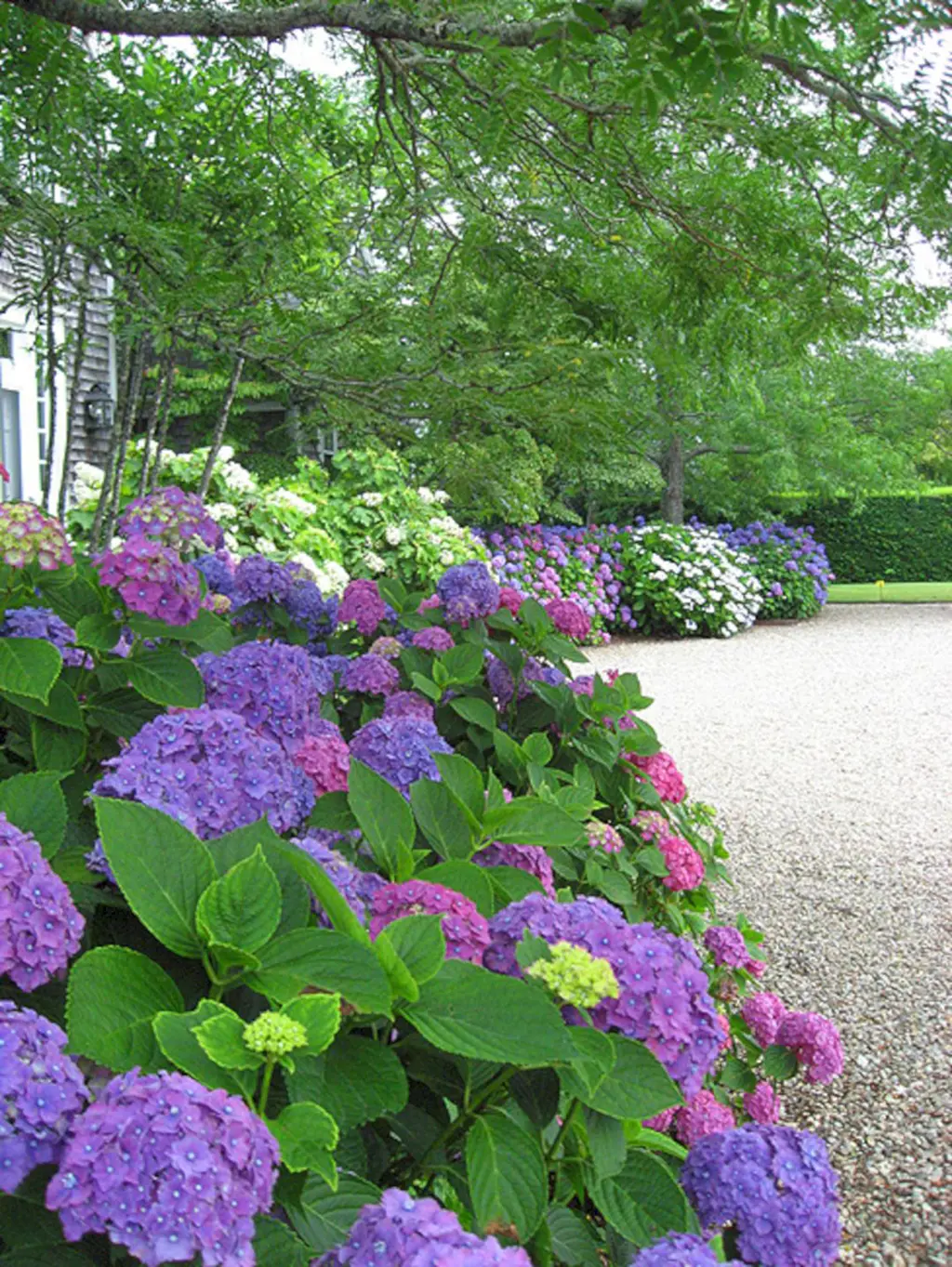 Hydrangeas bordering a car park