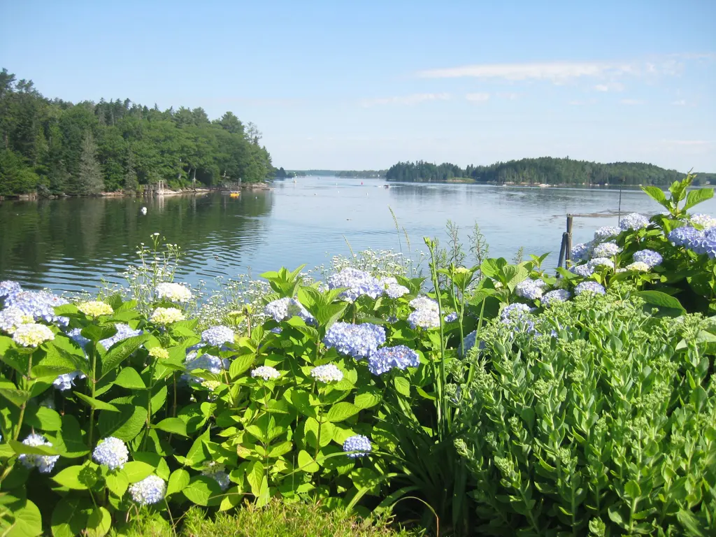 Hydrangeas bordering a lake