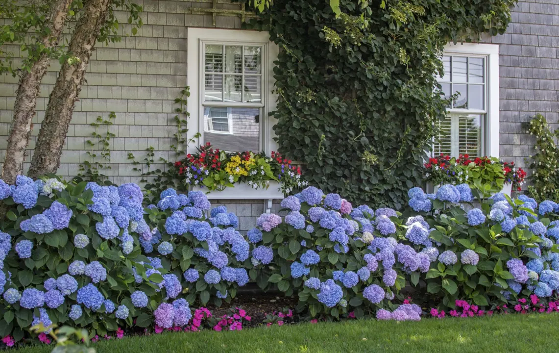 Hydrangeas in the front garden